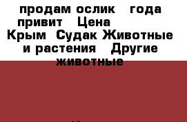 продам ослик 4 года привит › Цена ­ 25 000 - Крым, Судак Животные и растения » Другие животные   . Крым,Судак